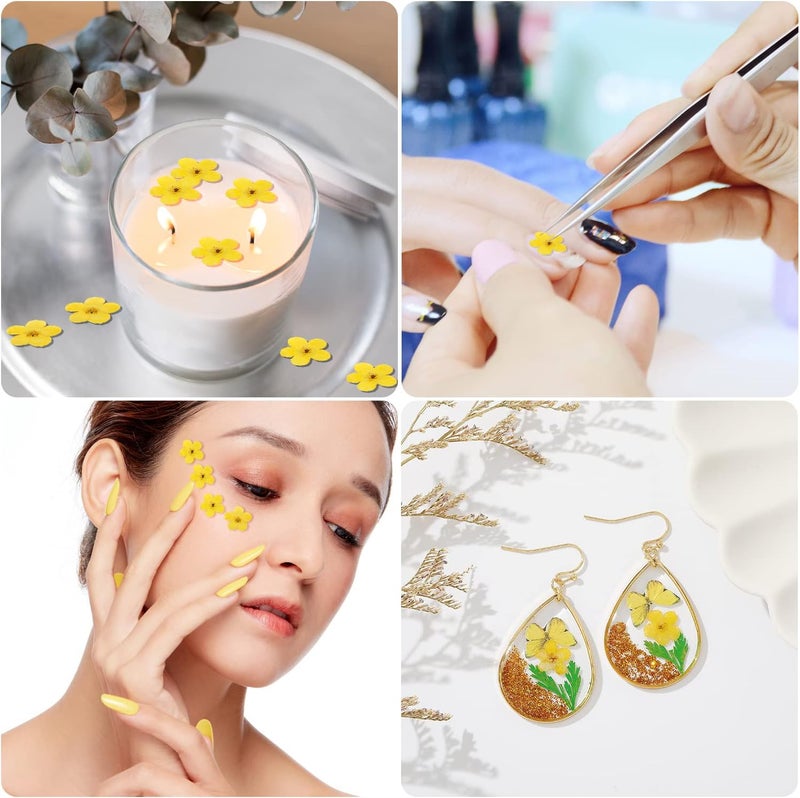 DREMISI Forget Me Not Dried Flowers, 50Pcs Don't Forget Me Dried Flowers Natural Dried Pressed Flowers with Forceps for Resin Jewelry Making Candle Nail Art Flower Ornaments Paper Making Supplies - Image 5